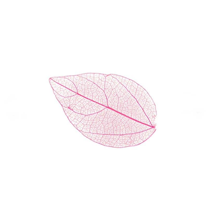 Zdobení - sušený list růžový