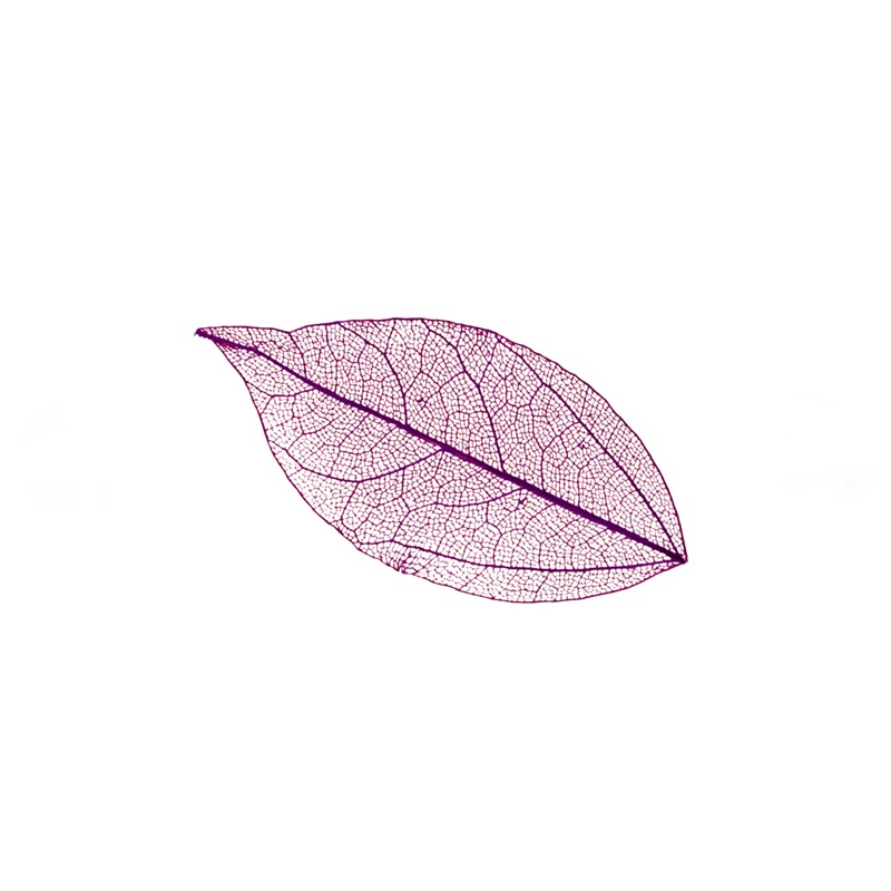 Zdobení - Sušený list fialový